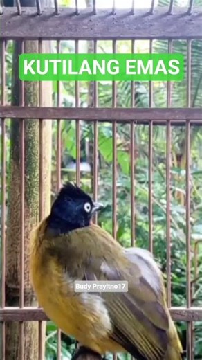 BURUNG KUTILANG EMAS GACOR UNTUK MASTERAN SEMUA JENIS KUTILANG