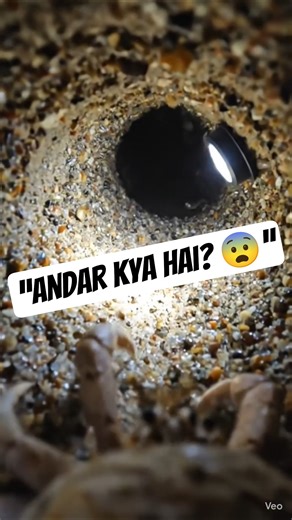 “मैंने केकड़े पर कैमरा लगाया… अंदर क्या मिला? 😱” #hermitcrab #crabpov #crab #microcamera #povvideo