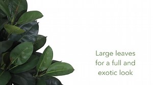 Watch 4ft. Oak Ficus Artificial Tree on Amazon Live