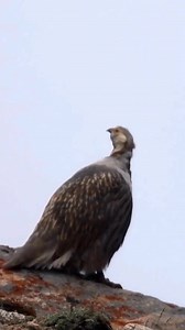 Beautiful calling of Himalayan Snow cock 💞 #shanglawildlife #himalayan #naturelovers #monalphesant #whitemountains #snowwhite #snowcock | Shangla Wildlife