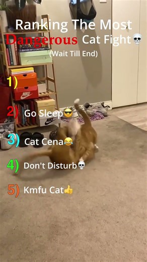 Top 5 Most Savage Cat Fights Ever Caught on Camera 😳🐱 #cats