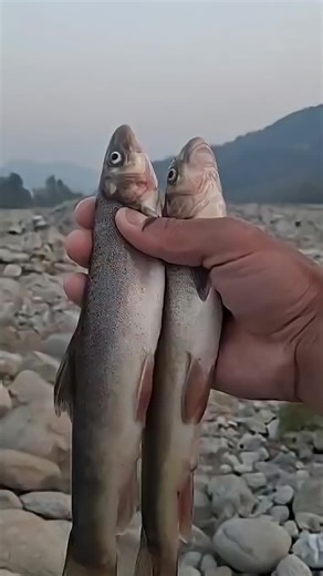 Beginner's Guide to Net Fishing Techniques