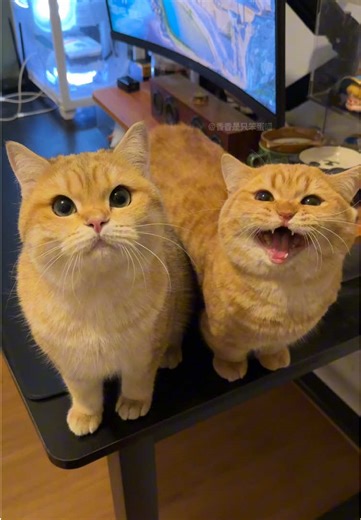 Hilarious Kitten Meowing Moments