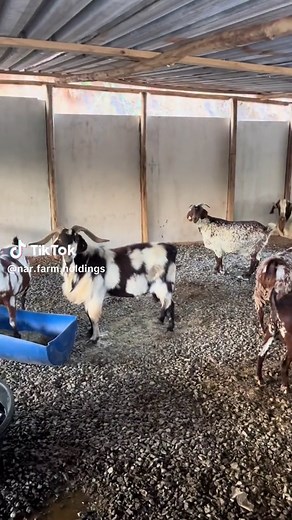 Stud Goat Farming South Africa ! #boergoat #SAMA28 #farming #kznfarming #farmingSA #goatfarming #xhosalobear #skilder