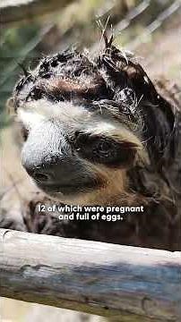 See The Relief On This Sloth's Face After 40 Ticks Are Removed | The Dodo