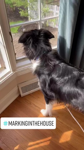 Dog Marking Territory Inside Solution