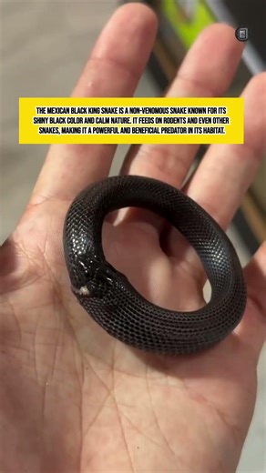 Mexican Black King Snake Trick | Strange Behavior
