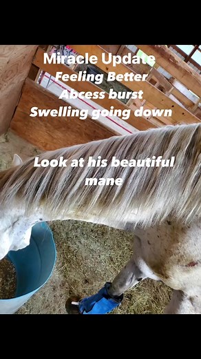 From being lost to being found and loved and cared for special thank you to Dreamcatchers Equine Rescue #horserescue #animals #animalrescue #animallover #secondchances #loved | Journey with Equus