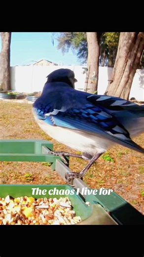 Hawk being loud. Blue jay being extra and a loud red bellie woodpecker! What could I want more in 30 seconds. Enjoy the chaos that my backyard has become! I love it and I live for this Chaos. #backyardbirds #birds #birdwatching #hawks #bluejays