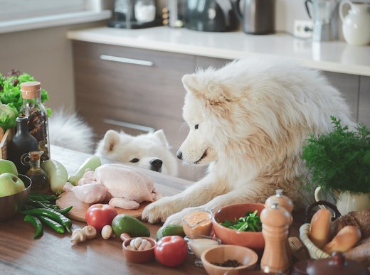 Can Dogs Eat Garlic? Here's What Veterinary Experts Say