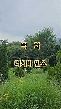 백학(러시아 민요)서울뮤직tv 김재식