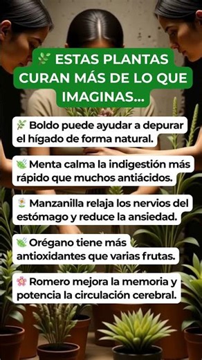 🌿 5 PLANTAS QUE SÍ FUNCIONAN (Y CÓMO USARLAS) #PlantasMedicinales #Boldo #Menta #Manzanilla