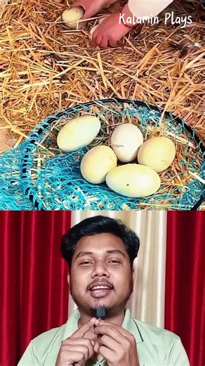 Ostrich egg collection method