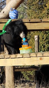 Wishing an incredibly HAPPY FIRST BIRTHDAY to our sloth bear cubs, Kelce and Harper!! 💚❤️ 🥳 Our keeper team gave them two birthday parties to celebrate with awesome enrichment and gifts for them to dig into. One thing is certain: decorations don't last long at a baby bear birthday party! 🐻 Their birth and birthdays are important for the conservation of this species. Sloth bears are listed as vulnerable by the International Union for Conservation of Nature (IUCN). | Philadelphia Zoo
