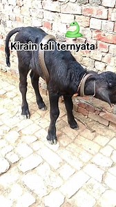 199K views · 628 reactions | #taliternyataular #kambinggeli Semua pengikut Saling Follow | Salim Kamil | Facebook