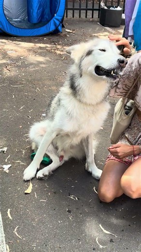 How Husky Malamute get turned on by blonde Women/ Can dogs get boner because of Humans? Glebe market