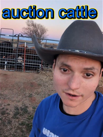 #homestead #cattle | Homestead