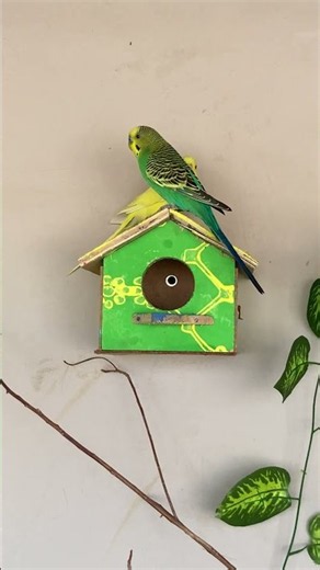 Beautiful Budgies Singing Together 😍🎶 | TRK Aviary#TRKAviary #budgie #parakeet #budgiesinging
