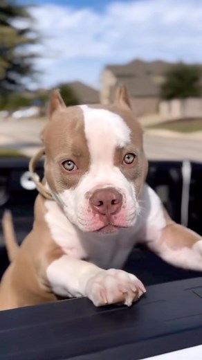 8K views · 698 reactions |  Bully Max is the perfect choice for your little puppy!  Our formula is packed with high-quality, natural ingredients that provide the essential nutrients your growing pup needs. We know how important it is to give your puppy the best start in life, and that's why our food is designed to support healthy growth and development. With protein as the main ingredient, Bully Max helps build strong muscles and a healthy immune system.  | Bully Max | Facebook