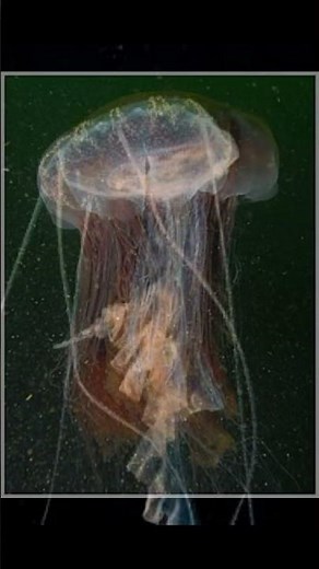 Medusas: Criaturas Fascinantes del Mar que Debes Conocer #datocurioso