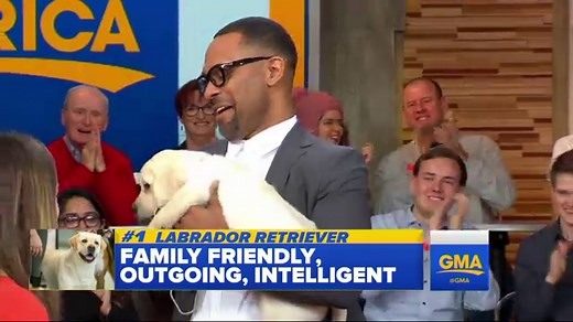 Labrador retrievers revealed as the most popular dog breed in 2017