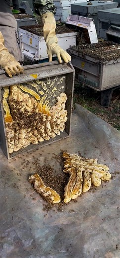 The best honey bees khmer farm. | Phary BeeKeeper