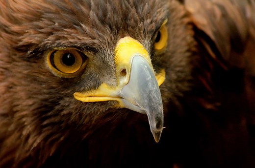Golden Eagle: National Bird of Mexico