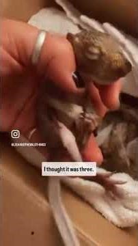 Nature Chaos: Katydid Dancing, Owl Screaming, Squirrels Arriving