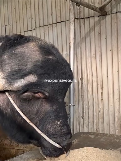 Muscular buffalo feeding moment #bullsvideos #bullbarnlife #expensivebulls