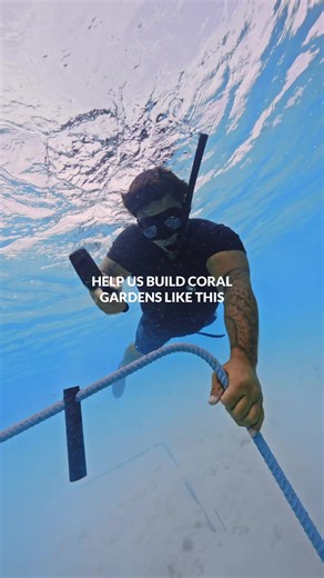 6K views · 136 reactions | Historic goal: 1,000,000 corals!  Adopt one in 30s. Not symbolic — you’ll get a real photo and GPS of your unique coral. 視 | Coral Gardeners | Facebook