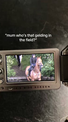 Understanding Geldings: Horse Care Basics