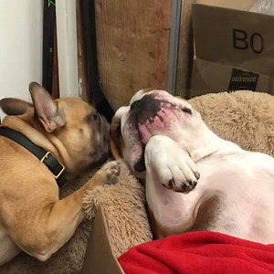 Casually enjoying a *special* kind of spa day. More about the calm, dignified Bulldog: bit.ly/AKCBulldog | American Kennel Club