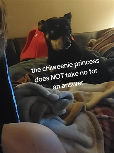 I mean... the kid is kind of a wuss 😂 #dogsoftiktok #petsoftiktok #chiweenie #chiweenies #sausagedog