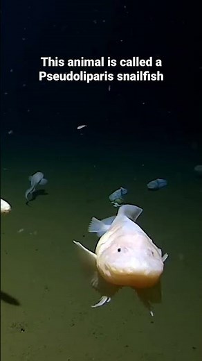 Deepest fish 🐠 8,336 metres by the Pseudoliparis snailfish