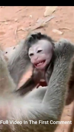 123K views · 1.4K reactions | so sad baby monkeys compilation | Monkey history 2024 | Facebook