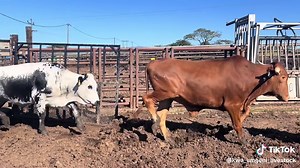Quality Nguni Oxen Available at Kwa Umgeni