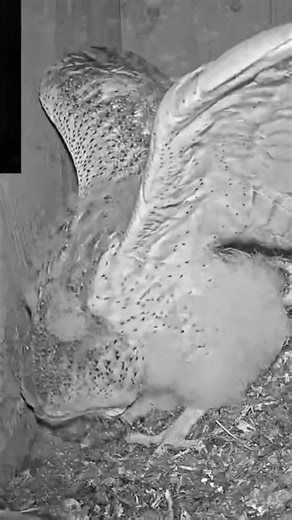 Barn Owl Baby Learns to Pounce! 🦉💥 So Fluffy & Fierce!