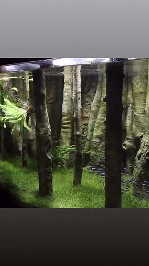 12K views · 260 reactions | Standing logs | Aquadecor | Facebook