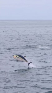 201K views · 2.2K reactions | Deadly precision! This Bluefin Tuna...