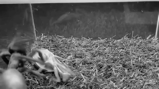 The Lizard Vs Praying Mantis: Who Will Win? Watch the Unbelievable Fight!