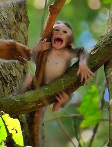 Omg.....So pity baby monkey bean crying call monkey button help, but monkey rose h.u.g.s baby monkey bean top on the tree, lovely baby monkey. | Lovely Monkey