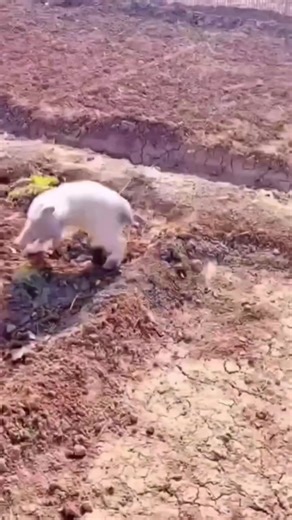 🖤🩶~@esmer~🩶🖤 (@esmer0455) adlı kullanıcının orijinal ses - Bir müzik sever🎧🌹 ile oluşturduğu videoları