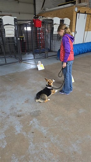 A demonstration with our little rally course! Come on in and try out a little bit of a mental stimulation! | The Dog House & Training