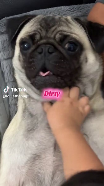 The Unfortunate Life of Louie the Pug