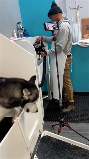 no one warned Shadow about bath time… #dogs #huskies #pets #dogsoftiktok #397 | The Husky Moon