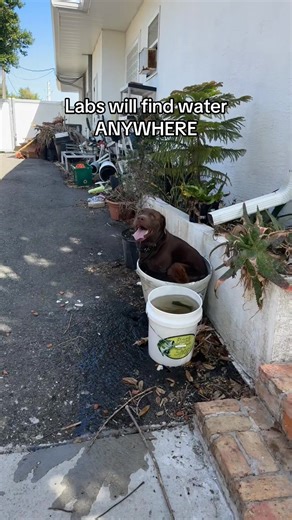 Chocolate Labs and Their Love for Water