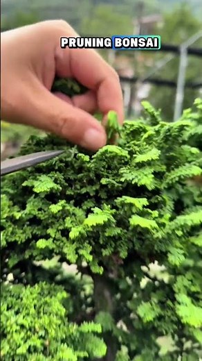 How to prune cypress into hinoki grouping #bonsai #hinoki #juniper #bonsaiicemara #juniper