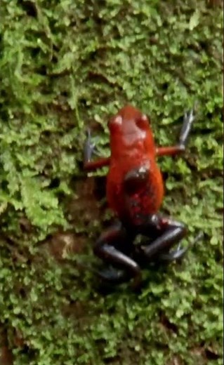 The Scarlet Jewel of Madagascar – The Tomato Frog