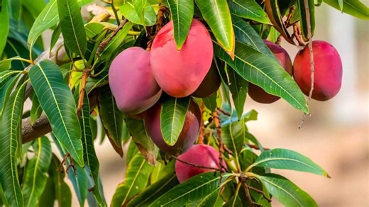 How multiple Indian farmers are cultivating world's most expensive Miyazaki mangoes to earn millions - CNBC TV18