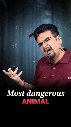 The most dangerous animal in world #mosquito #worldhistory #malaria #facts
